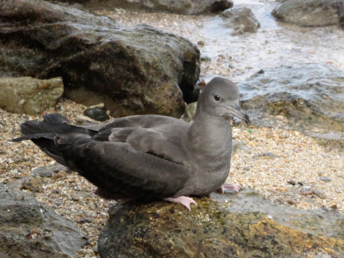 Les Petrels Gites Nouvelle Caledonie