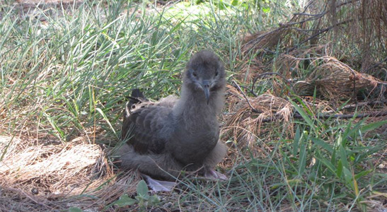 Les Petrels Gites Nouvelle Caledonie