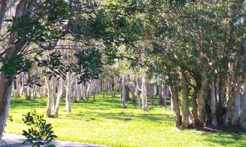 Le Niaouli - Melaleuca quinquenervia