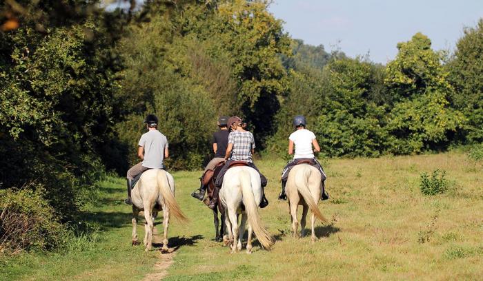 Cheval Nouvelle-Calédonie1